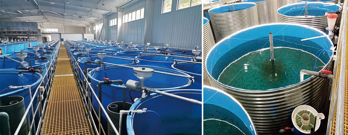 Yadong Salmon Health Cultivation Project In Yadong County, Tibet1